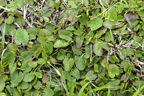 Centella cordifolia