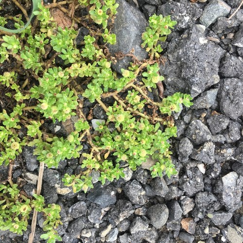 Centipeda minima (Sneezeweed) — photo
