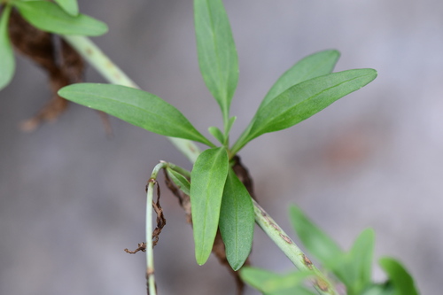 Centranthus longiflorus — photo