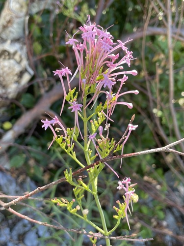 Centranthus longiflorus — photo