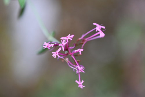 Centranthus longiflorus