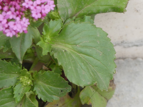 Centranthus macrosiphon (Pretty Betsy) — photo