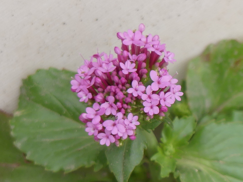 Centranthus macrosiphon (Pretty Betsy) — photo