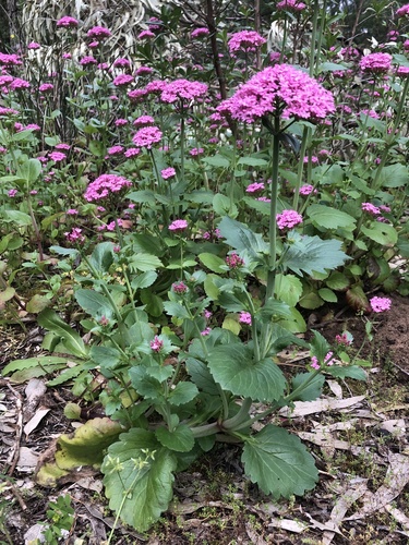 Caprifoliaceae