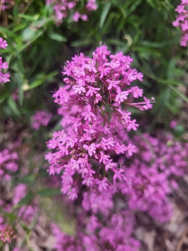 Centranthus ruber (Red Spur Valerian) — photo