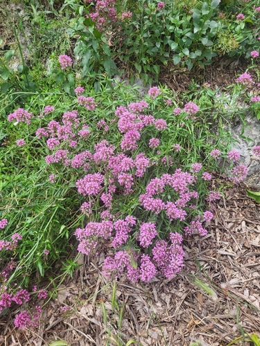 Centranthus ruber (Red Spur Valerian) — photo