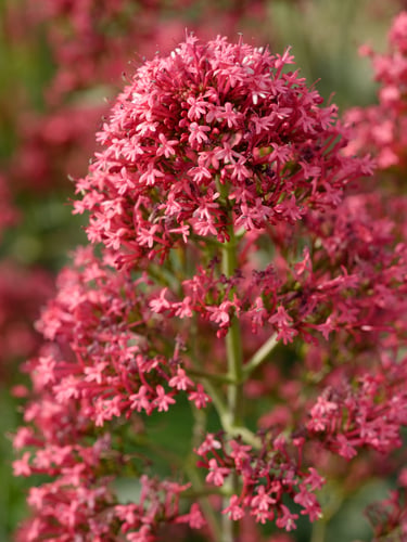 Centranthus ruber