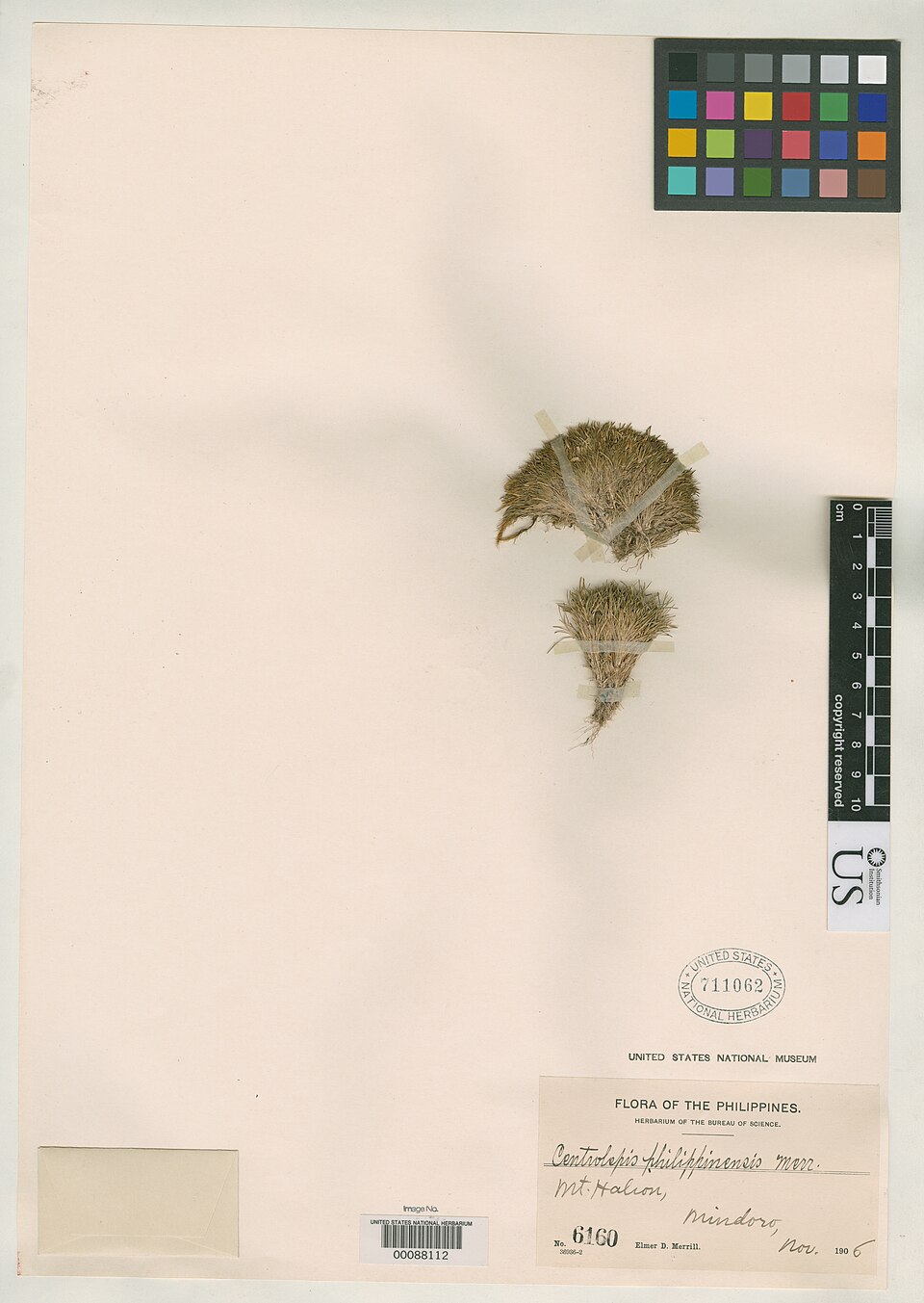 Centrolepis philippinensis — photo