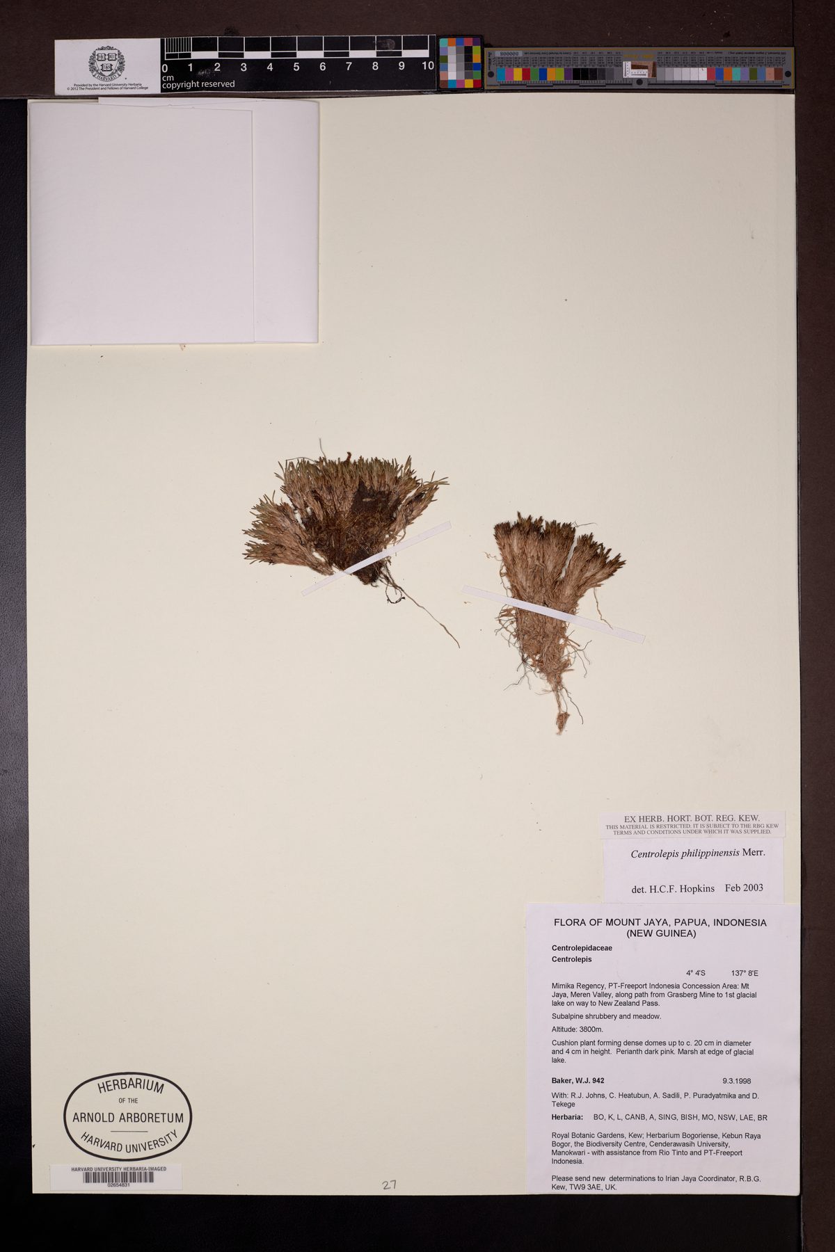 Centrolepis philippinensis — photo