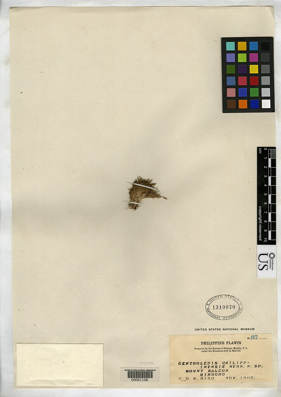 Centrolepidaceae