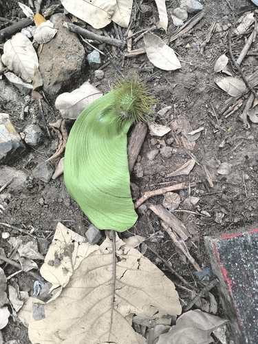 Centrolobium ochroxylum (Amarillo) — photo