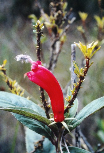Centropogon cornutus (Mishiyuyu) — photo