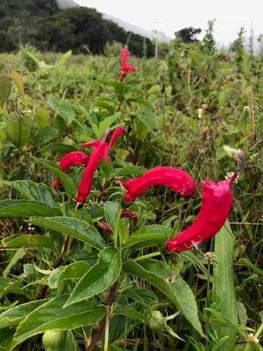 Centropogon cornutus (Mishiyuyu) — photo