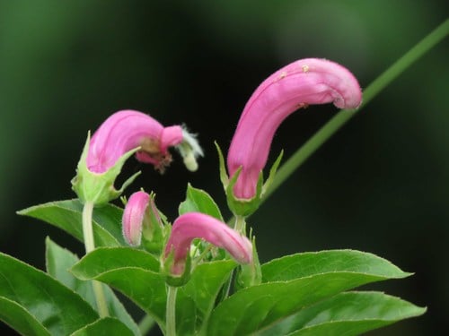 Centropogon cornutus