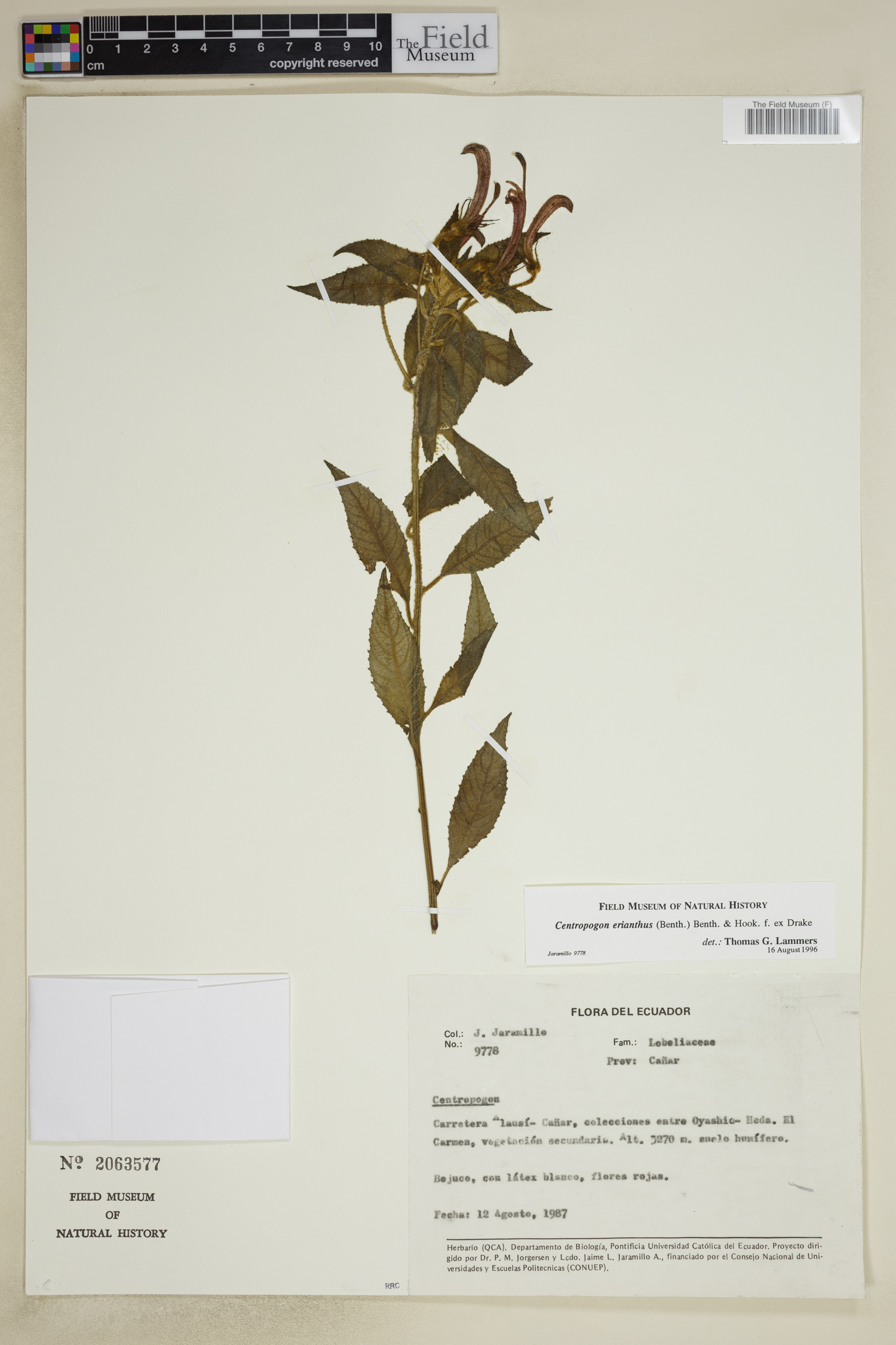 Centropogon erianthus (Motepela) — photo