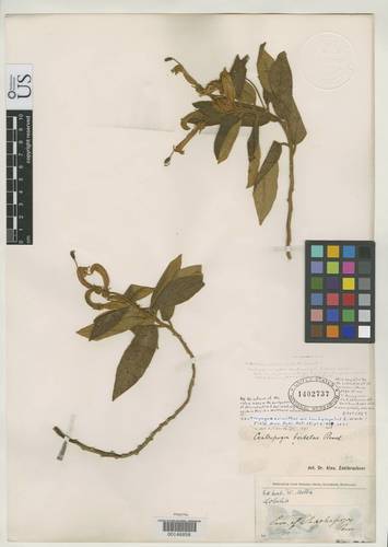 Centropogon erianthus