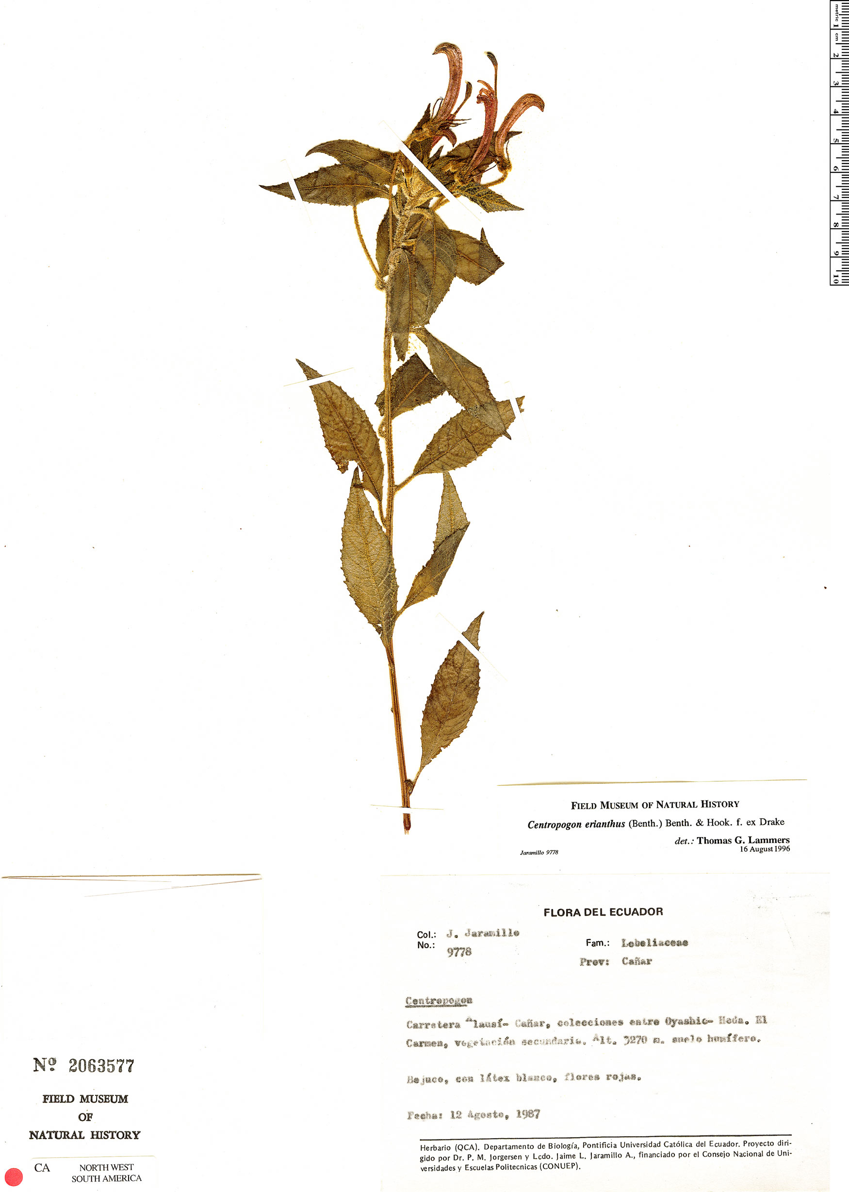 Centropogon erianthus (Motepela) — photo