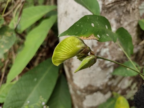 Centrosema macrocarpum — photo