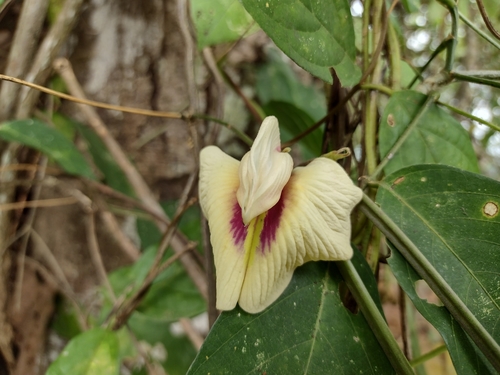 Centrosema macrocarpum — photo