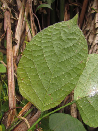 Centrosema plumieri — photo