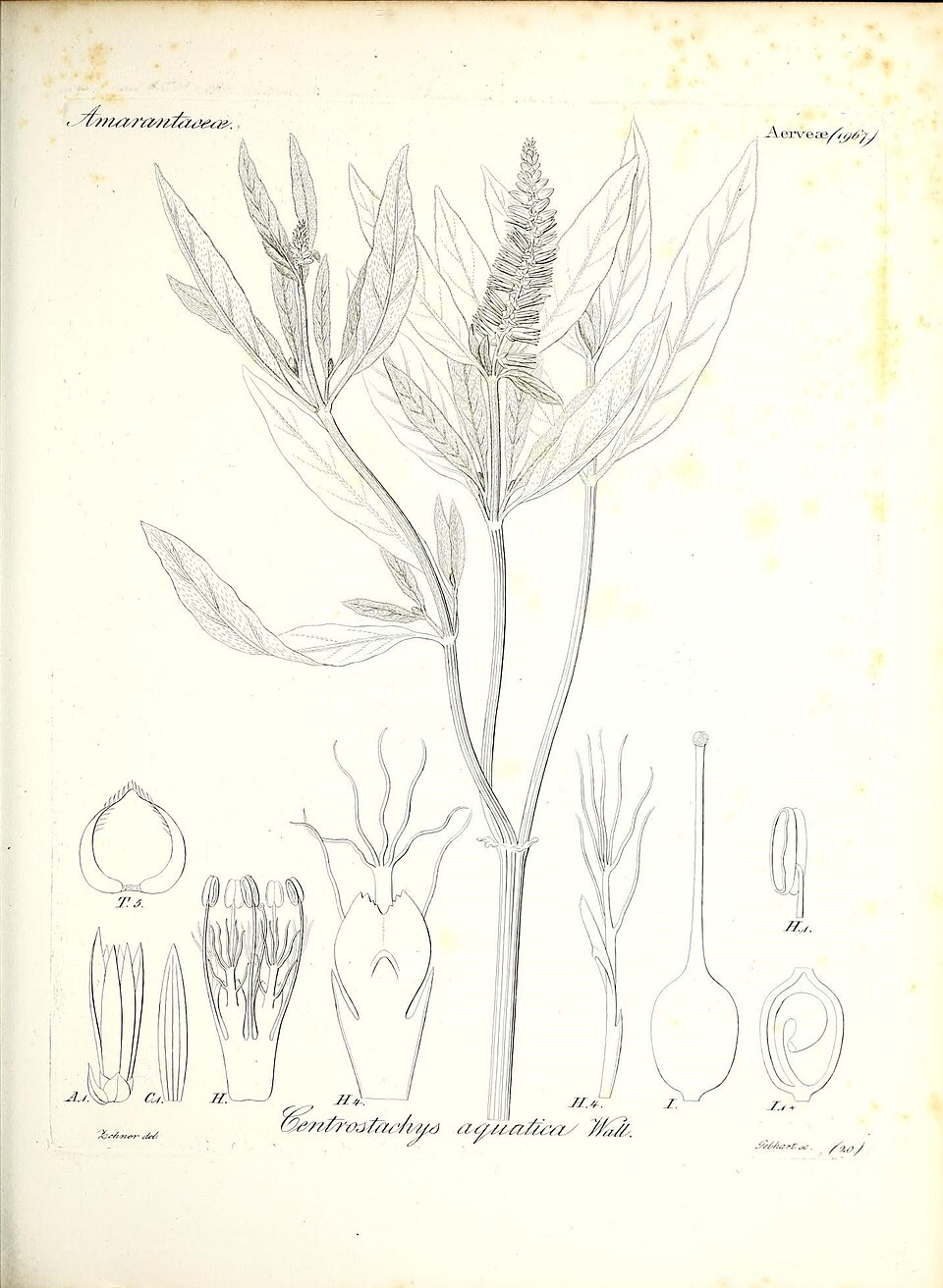 Centrostachys aquatica — photo