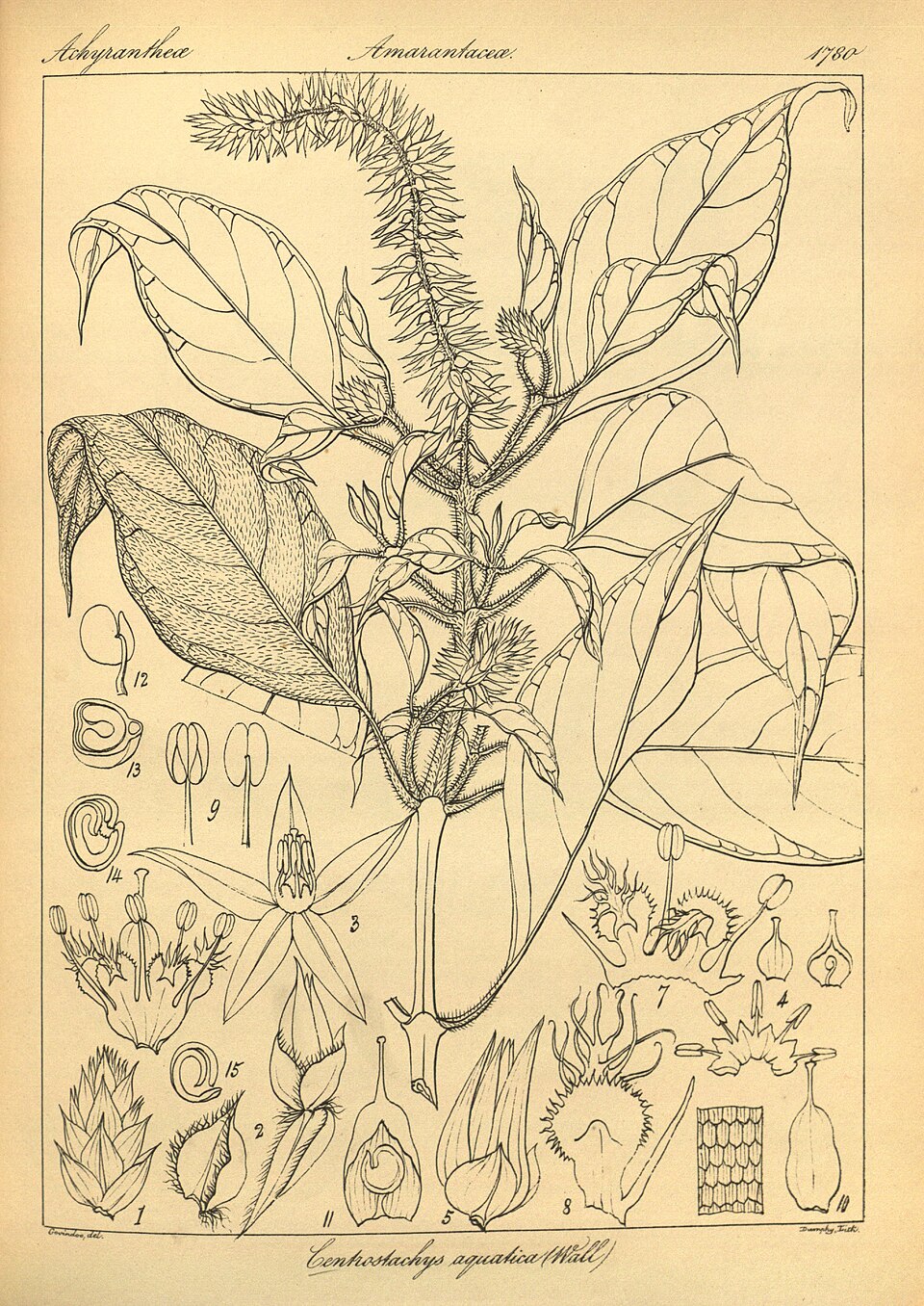 Centrostachys aquatica