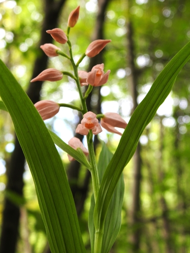Cephalanthera longifolia (Narrow-leaved helleborine) — photo