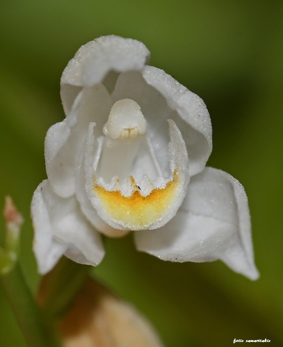 Cephalanthera longifolia (Narrow-leaved helleborine) — photo