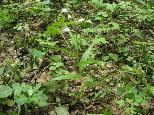 Cephalanthera longifolia