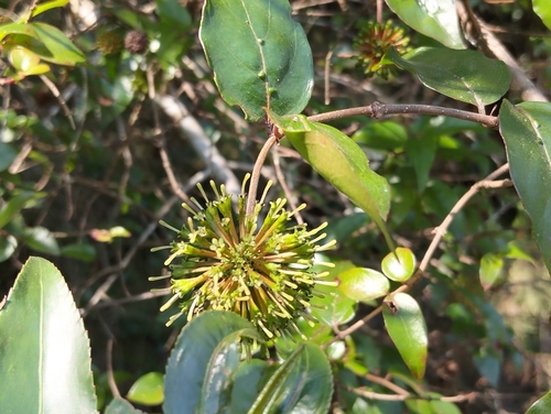 Cephalanthus natalensis (Quinine berry) — photo