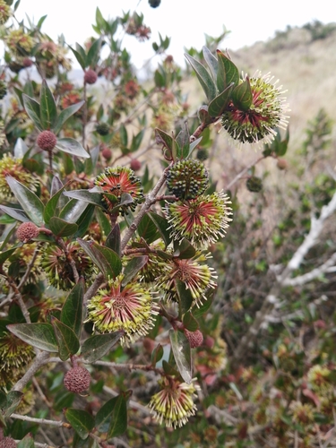 Cephalanthus natalensis (Quinine berry) — photo
