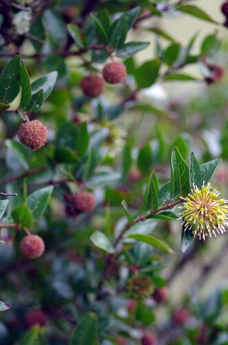 Cephalanthus natalensis