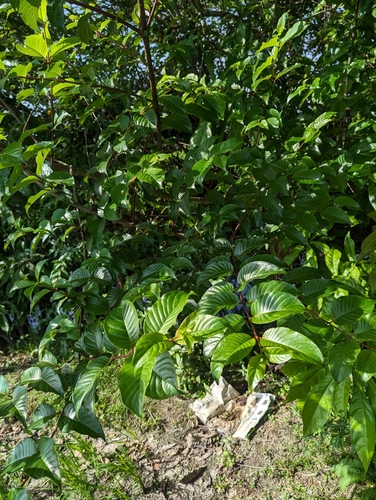 Cephalanthus tetrandrus — photo
