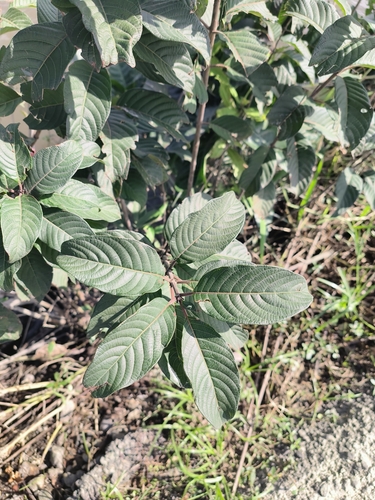 Cephalanthus tetrandrus — photo