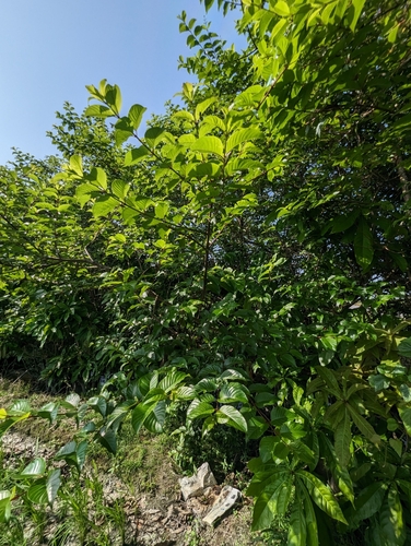 Cephalanthus tetrandrus
