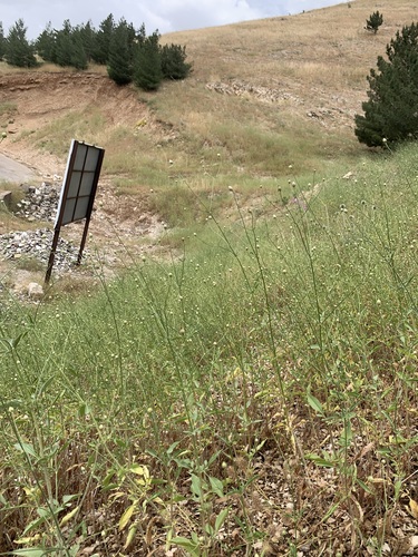 Cephalaria setosa — photo