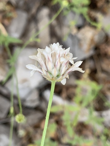 Cephalaria setosa