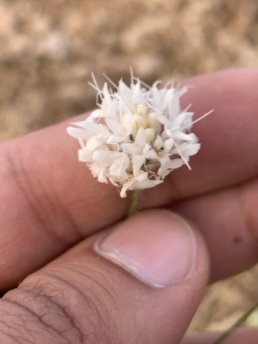 Cephalaria setosa — photo