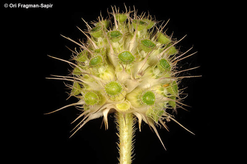Cephalaria syriaca (Syrian Cephalaria) — photo