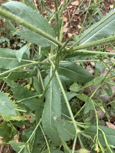 Cephalaria syriaca (Syrian Cephalaria) — photo