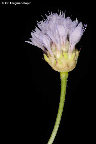 Cephalaria syriaca