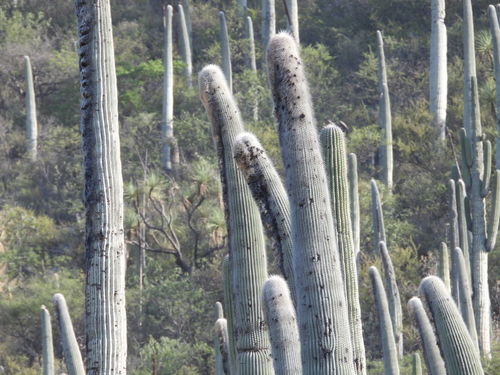 Cephalocereus columna-trajani — photo