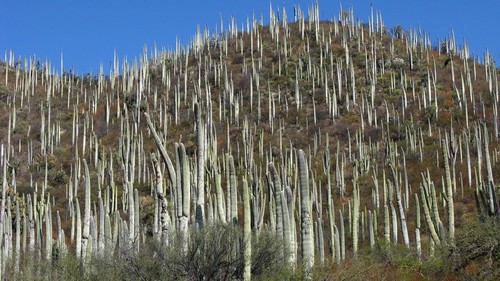 Cephalocereus columna-trajani — photo
