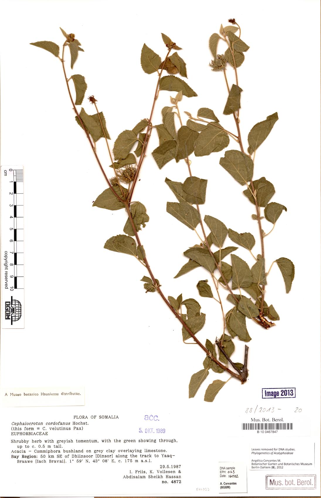 Cephalocroton cordofanus