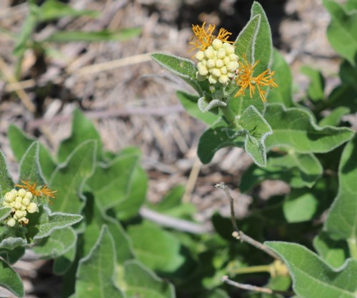Cephalocroton mollis — photo