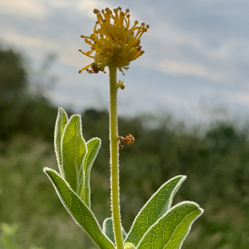 Cephalocroton mollis
