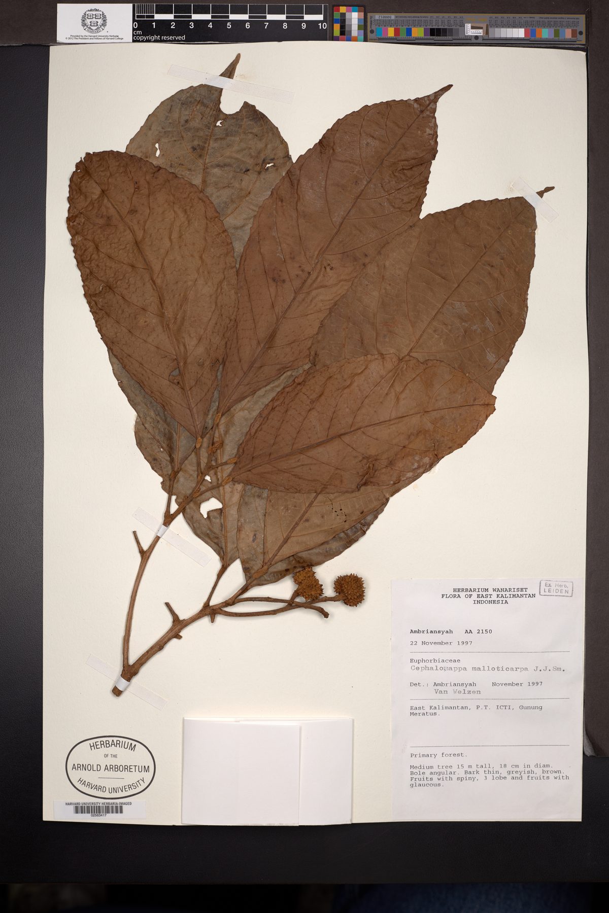 Cephalomappa malloticarpa — photo