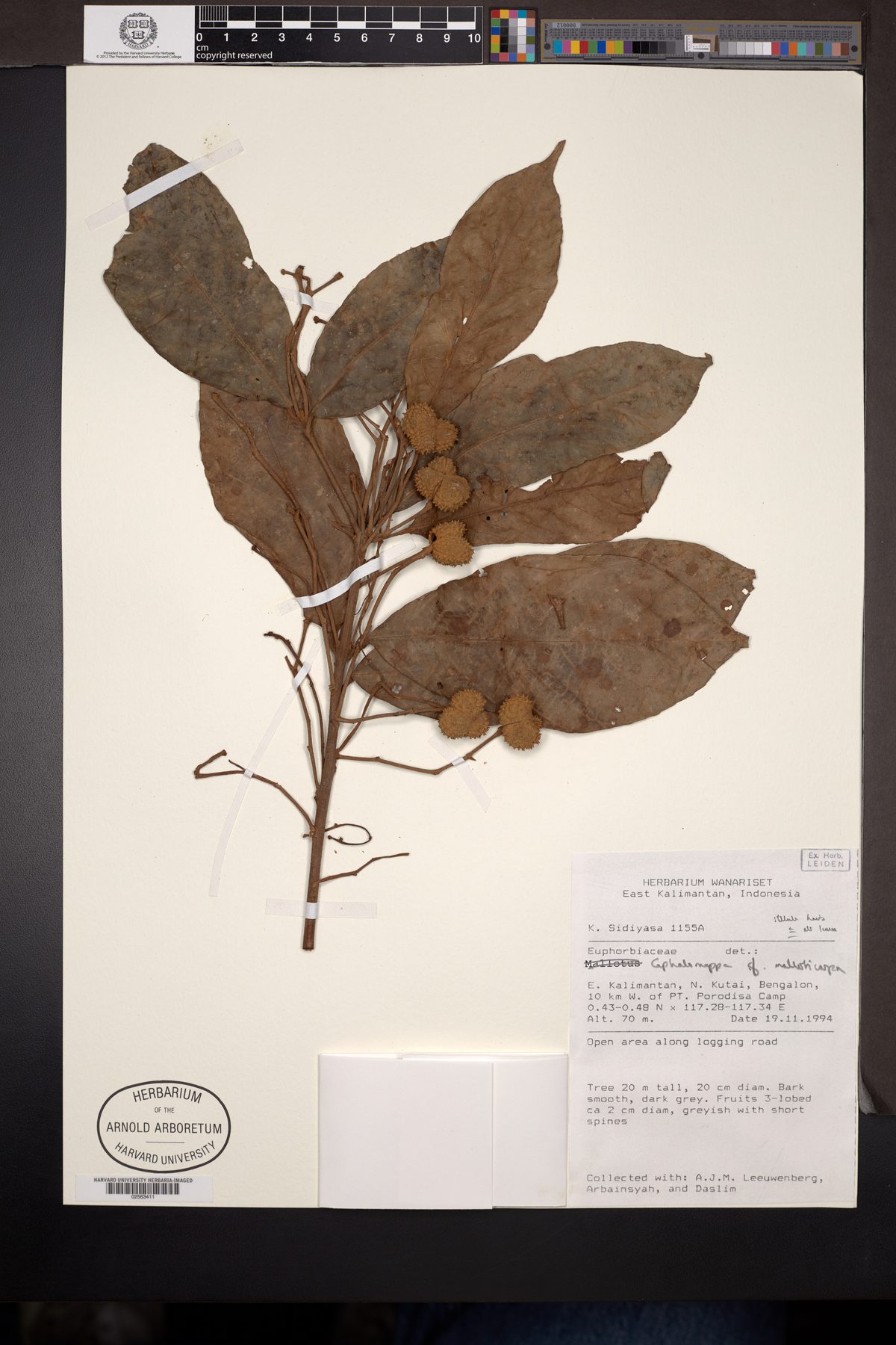 Cephalomappa malloticarpa — photo