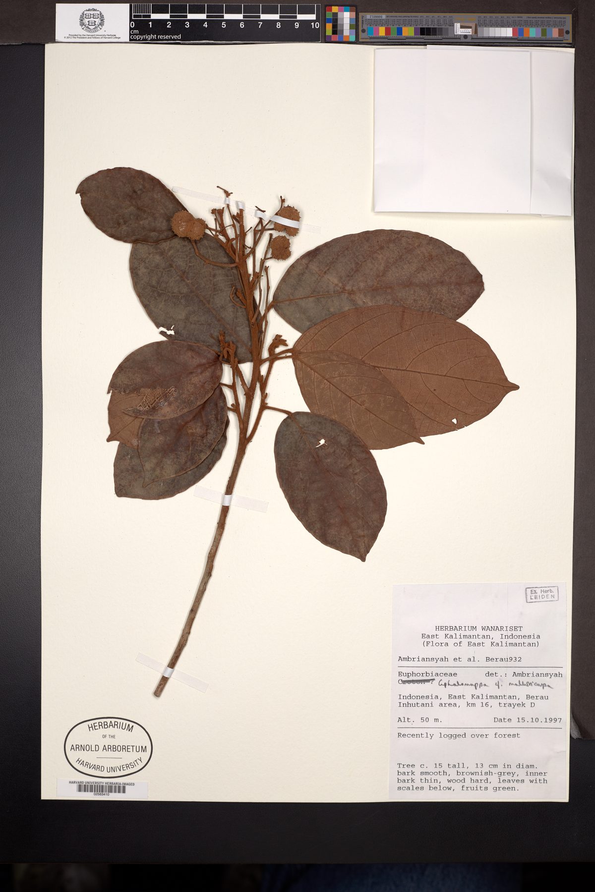 Cephalomappa malloticarpa