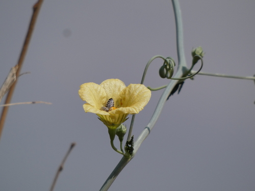 Cephalopentandra ecirrhosa